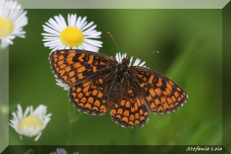 Melitaea athalia